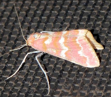 Notiosterrha pulcherrima