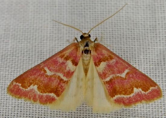 Notiosterrha pulcherrima