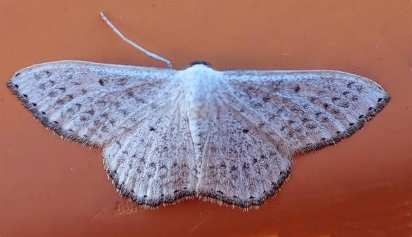 Dithalama cosmospila