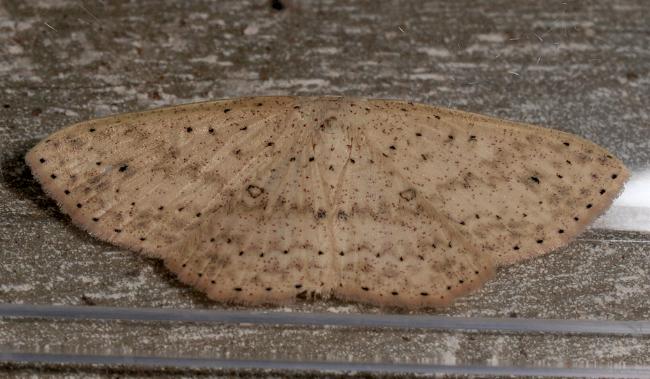 Cyclophora
