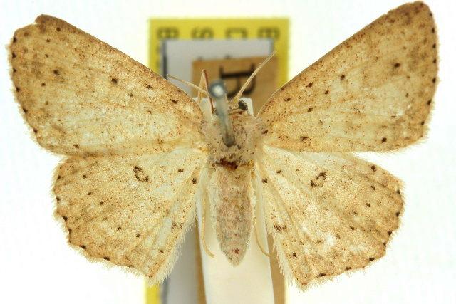 Cyclophora