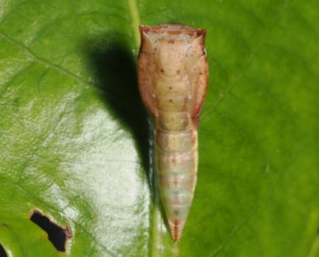 Cyclophora