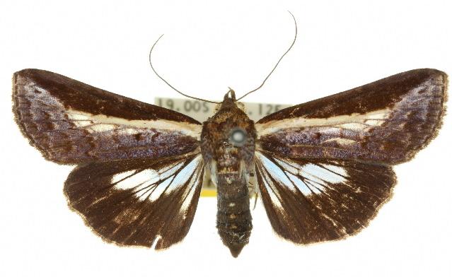 Lophoptera melanesigera