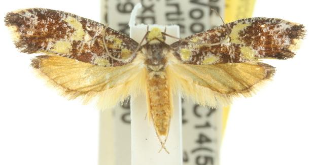 Monopis chrysogramma