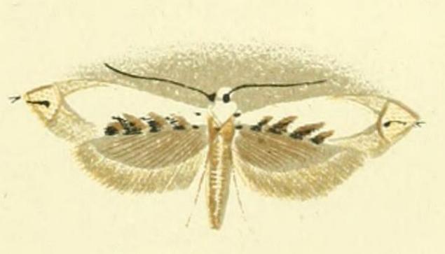 Erechthias mystacinella