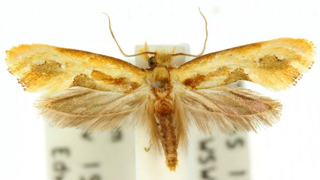 Moerarchis placomorpha