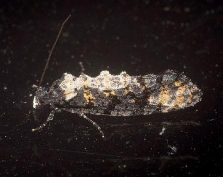 Thomintarra primaeva