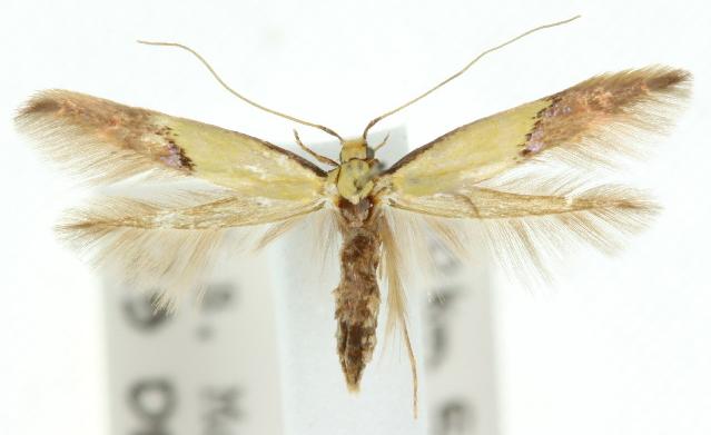 Opogona protodoxa