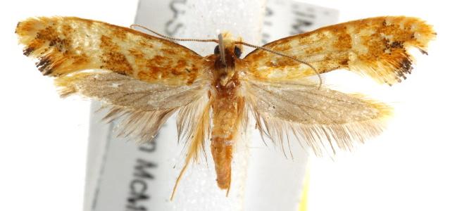 Moerarchis pyrochroa