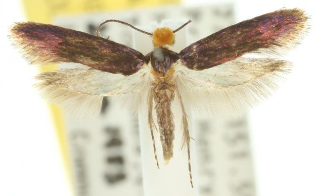 Craniosara pyrotricha