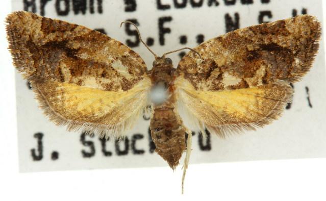 Epitymbia alaudana