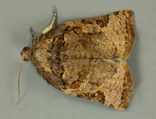 Epitymbia alaudana