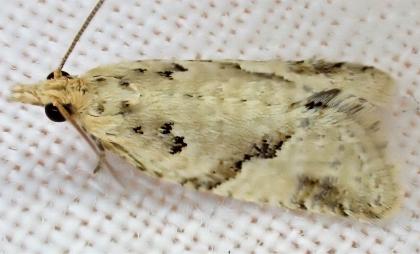 Euphona ammochroa