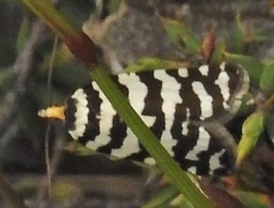 Technitis amoenana