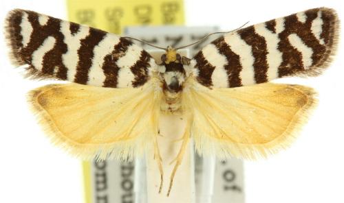 Technitis amoenana