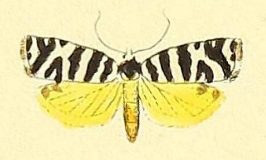 Technitis amoenana
