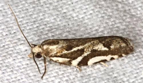 Technitis cataractis