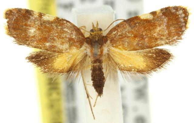 Aristocosma chrysophilana