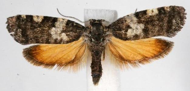Dichelia cosmopis