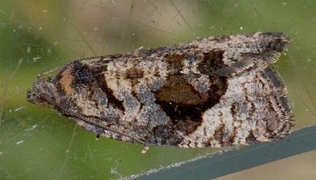 Asthenoptycha craterana