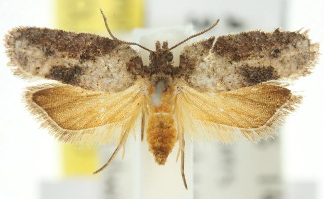 Amboyna diapella
