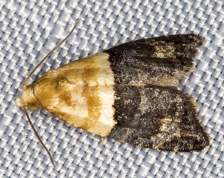 Authomaema diemeniana