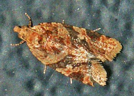 Epitymbia eudrosa