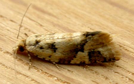 Euphona euphona