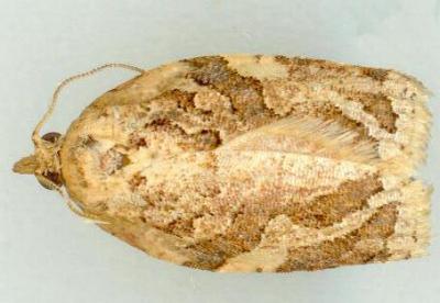 Adoxophyes fasciculana