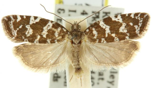 Technitis hydractis