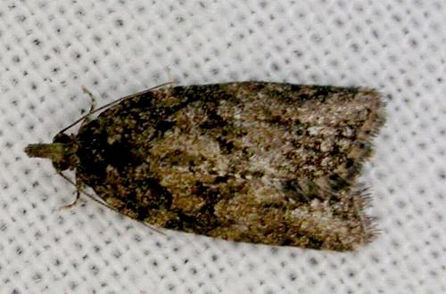 Thrincophora impletana