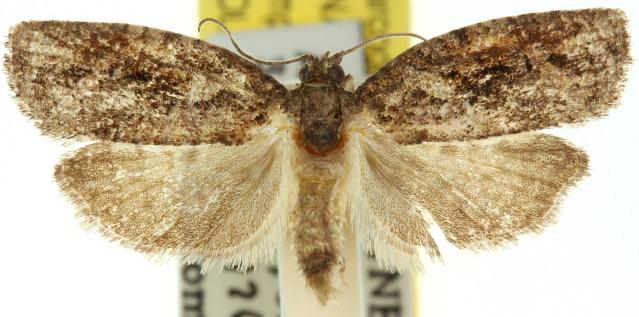 Thrincophora impletana