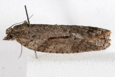 Thrincophora inconcisana
