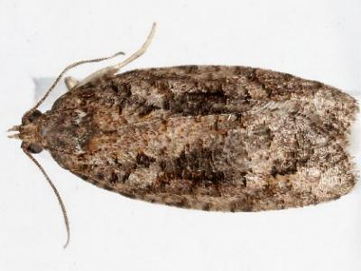 Thrincophora inconcisana