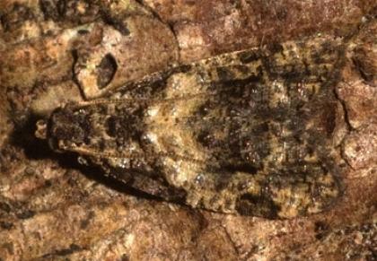 Capnoptycha ipnitis