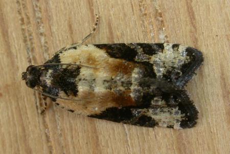 Asthenoptycha iriodes