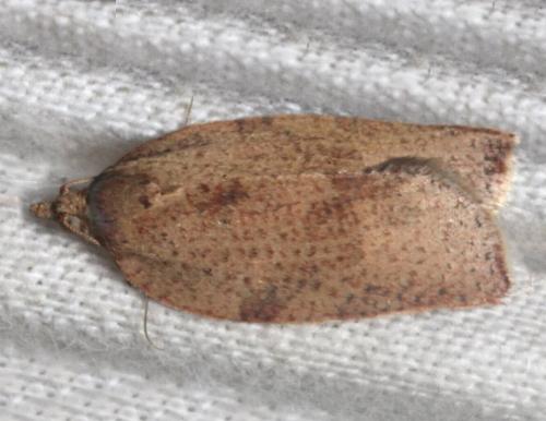 Meritastis laganodes