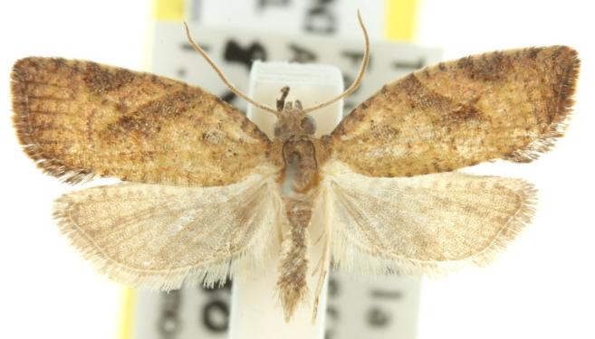 Meritastis laganodes