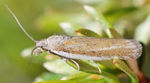 Ericodesma leptosticha
