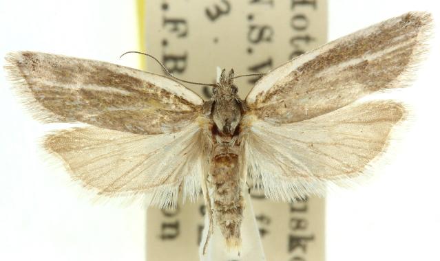 Ericodesma leptosticha