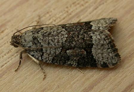 Meritastis lythrodana