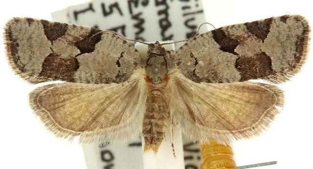 Meritastis lythrodana