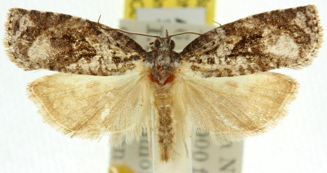 Acropolitis magnana