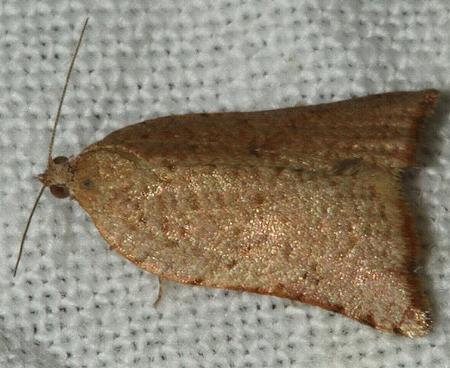 Anisogona mediana