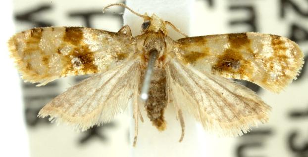 Gynnidomorpha mesoxutha