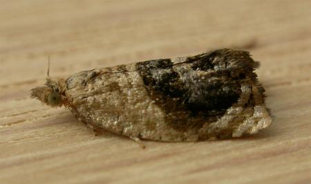 Acroceuthes metaxanthana