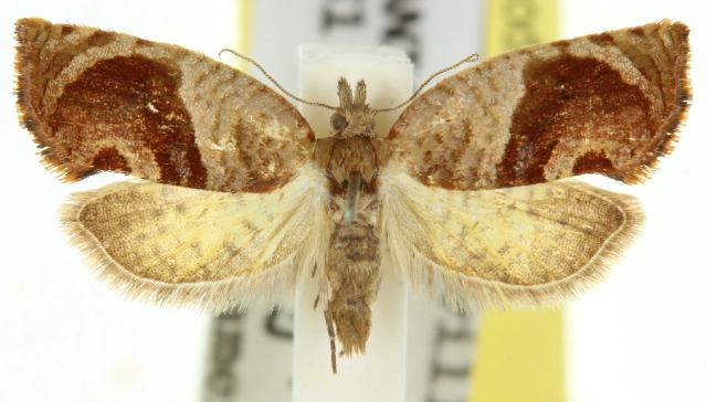 Acroceuthes metaxanthana