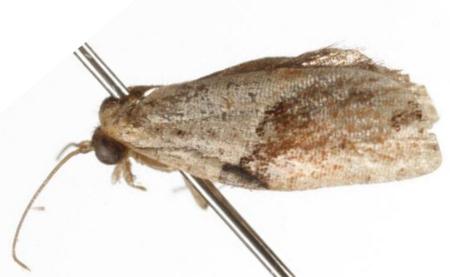  Neocalyptis molesta
