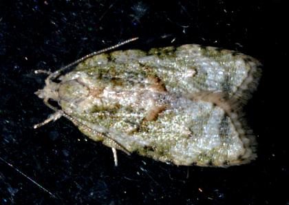Epitrichosma neurobapta