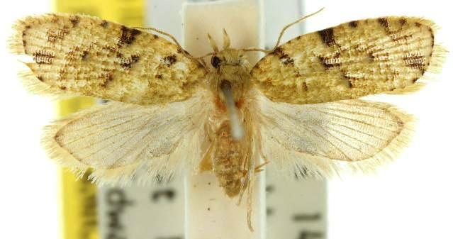 Epitrichosma neurobapta